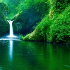 Thuyết minh về vai trò của rừng đối với sự sống con người