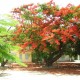 Tả cây phượng